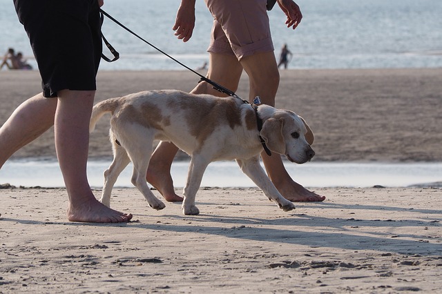 leashed dog pet policy aliso beach park